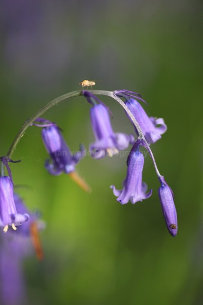 Bluebells   _ WOOD_017 - Woodland scenes & flowers
