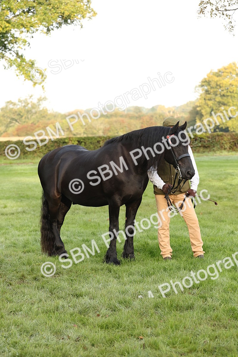 SBM_54440 - S51 - Foreign Breeds In Hand