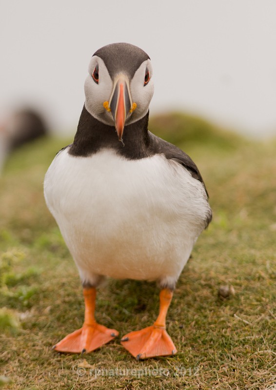 Puffin - Fratercula arctica RPNP0052 - Birds