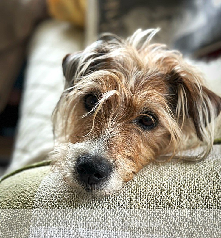  - Pawtraits
