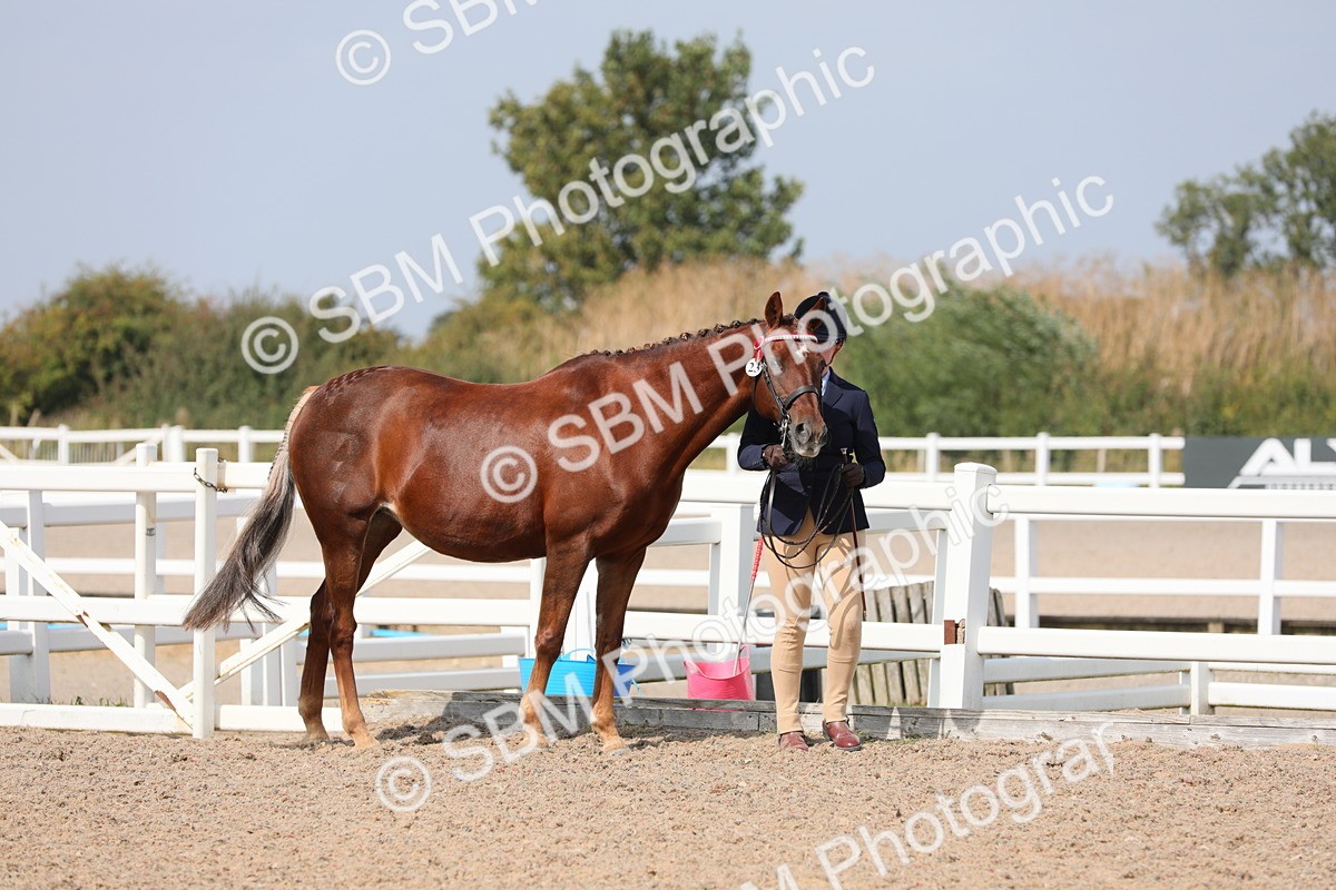 SBM_15727 - Class 312 IH Competition Horse/Pony