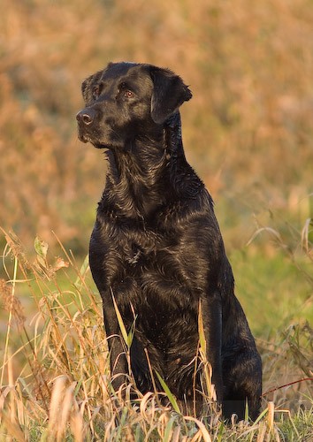 9 - Heney Gundogs