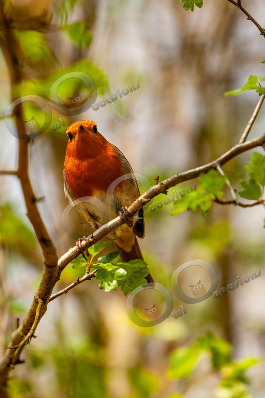 Robin Erithacus rubecula-2923 - UK birds