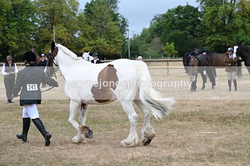 WJ7_0065 - Class 5a Most Handsome Gelding (above 14.2hh)