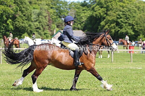 IMG_3503 - Working Hunter