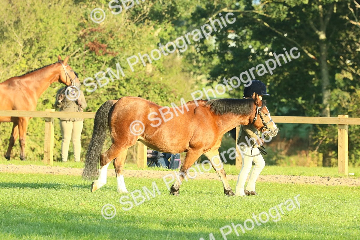SBM_57316 - S37 - Starters In Hand Showing