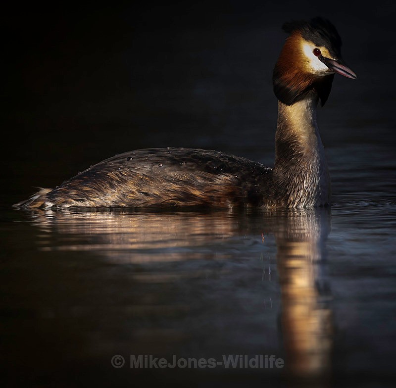 GREAT CRESTED GREBE 1 - Latest projects, Cairngorms Deer, Boxing Hares, Landscapes...North Wales, Birds