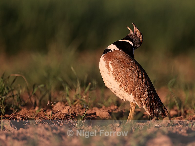 Little Bustard calling side view, Montgai, Spain - Little Bustard
