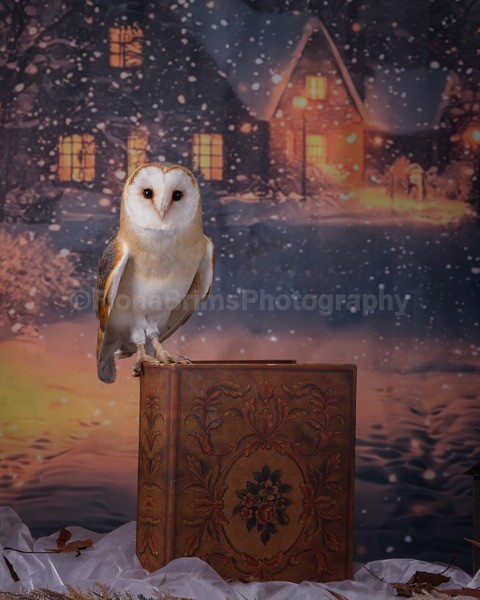 wow studio day dec-5 - Birds of Prey