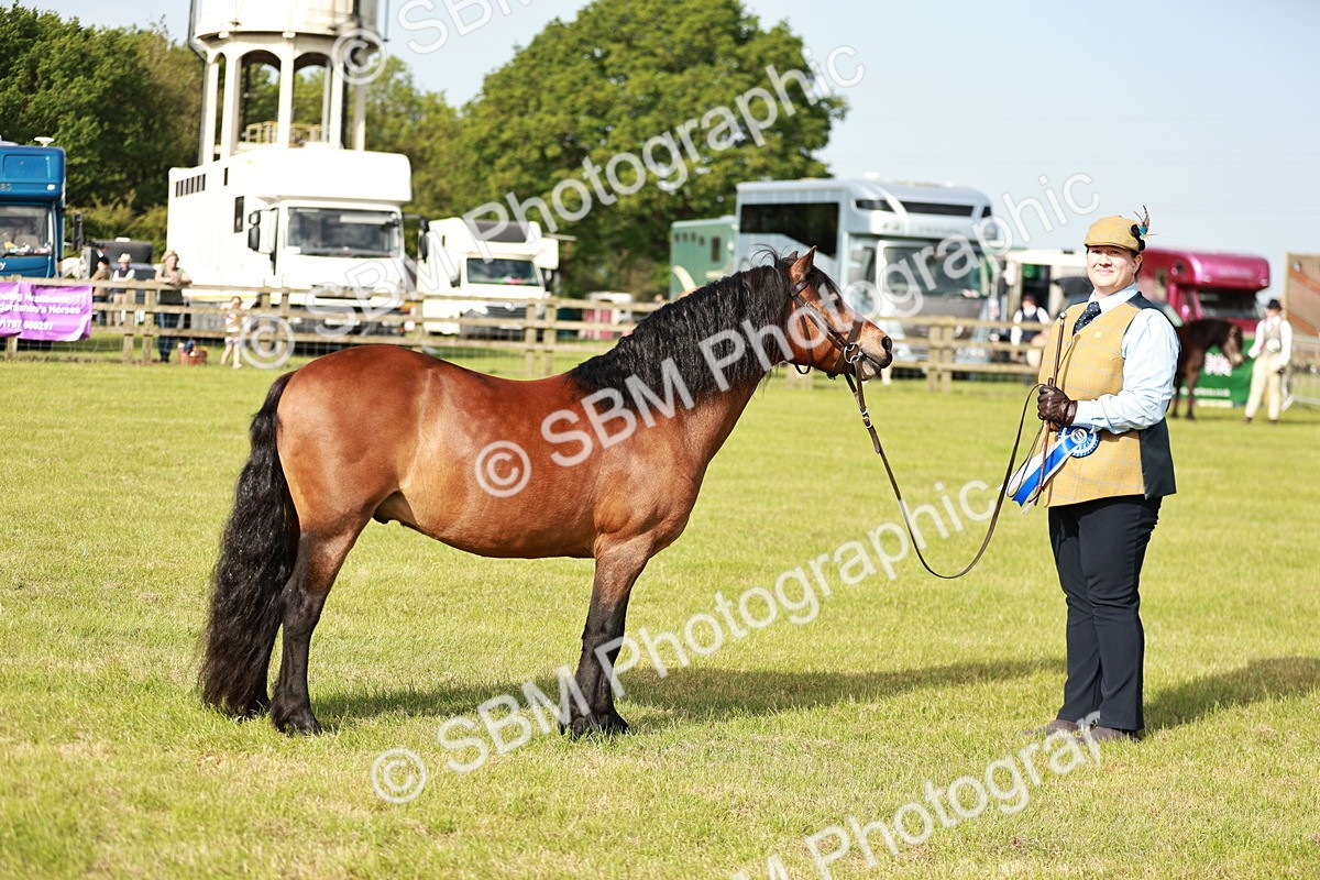 SBM_00606 - Class 14-23 - Mountain & Moorland In Hand Non Welsh