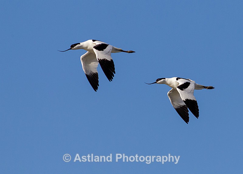 Astland Photography, Bird and Wildlife Images, Susan and Peter Wilson, U.K.