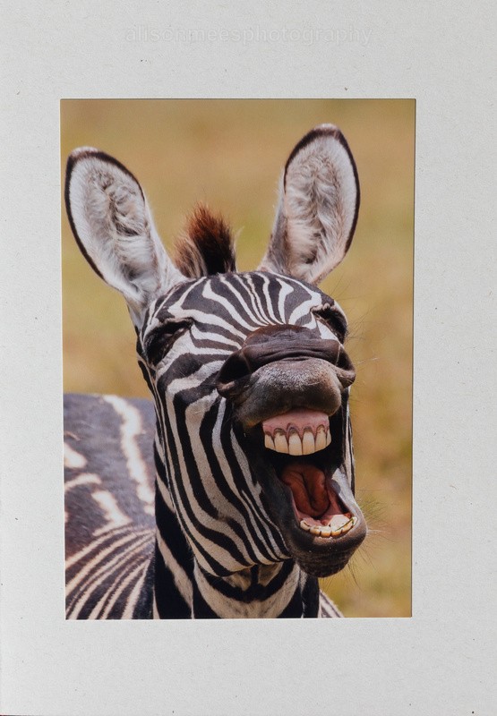 002 Laughing Zebra - For Sale - Handmade Cards £2.50 each