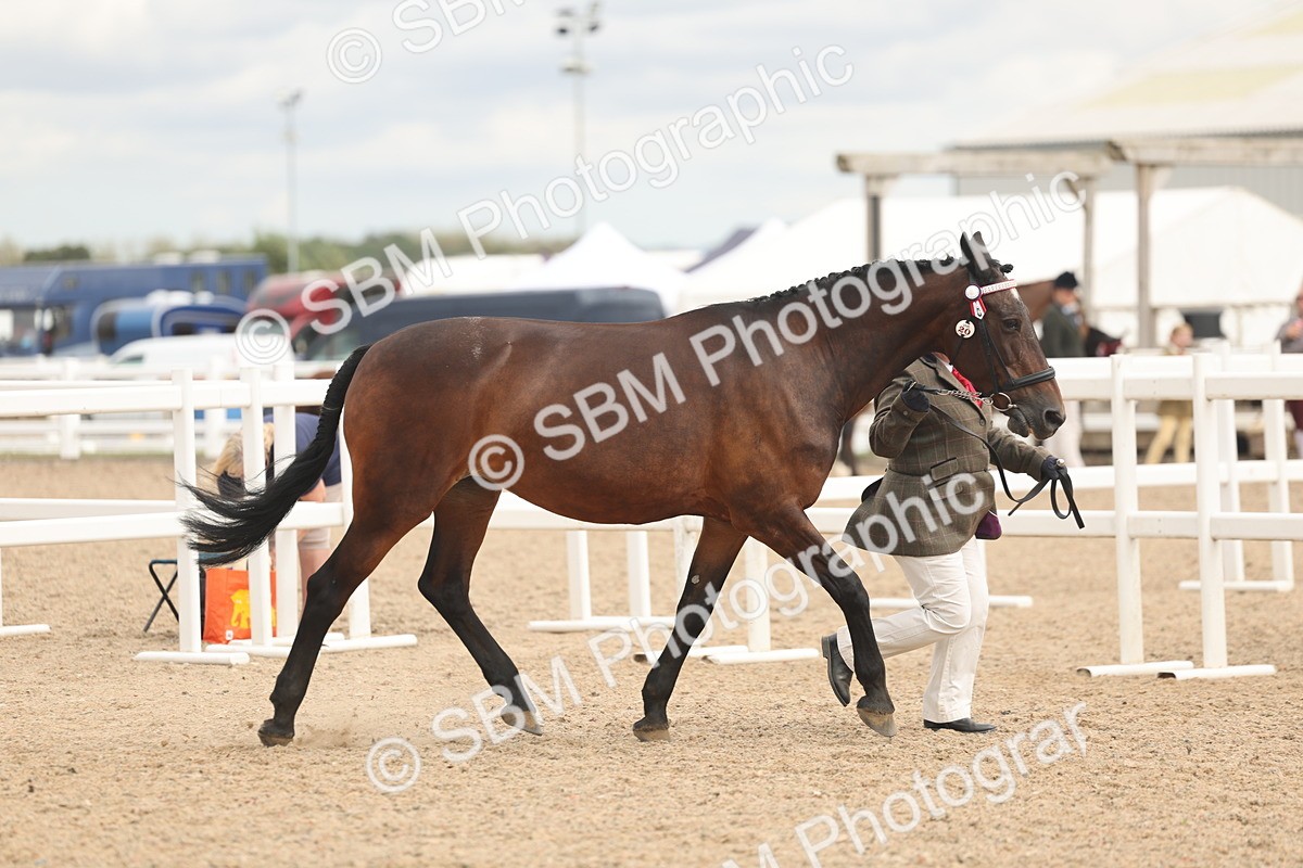 SBM_16954 - Class 312 - IH Competition Horse-Pony