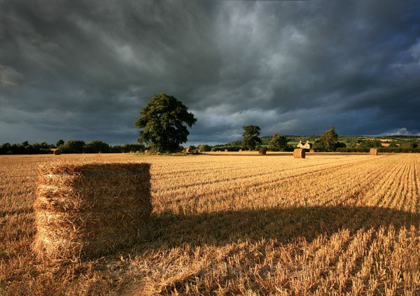 Summer Harvest - England & The Shires