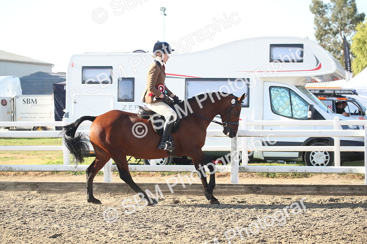 SBM_11599 - Class 502 - Riding Club Horse