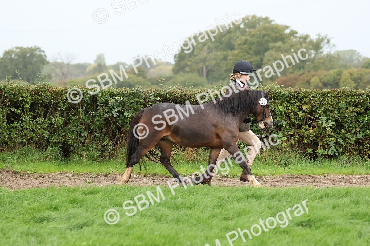 SBM_35272 - S10 - Best In Hand Horse & Pony