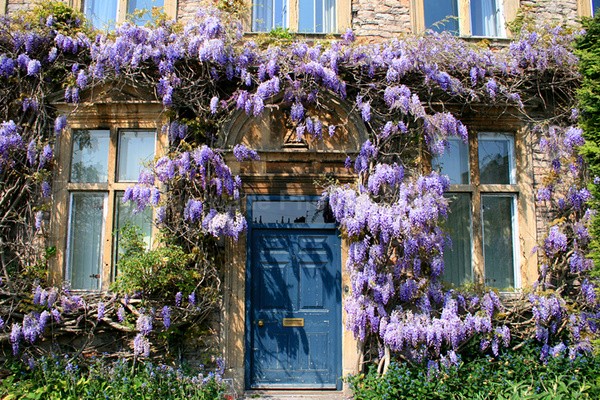 Blue flowered house _S022 - Somerset landscape Photography