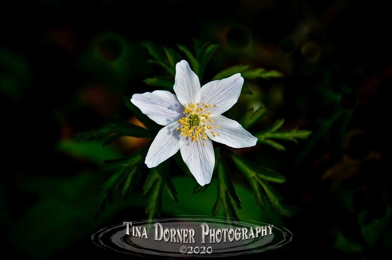 Wood Anemone from Plant and Flower Portfolio by Tina Dorner Photography