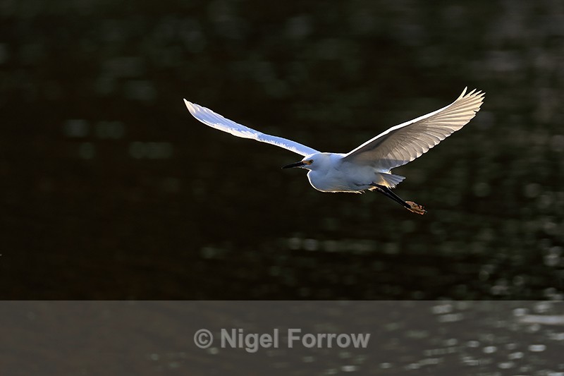 Snowy Egret late afternoon flight, Venice Rookery, Florida - Snowy Egret