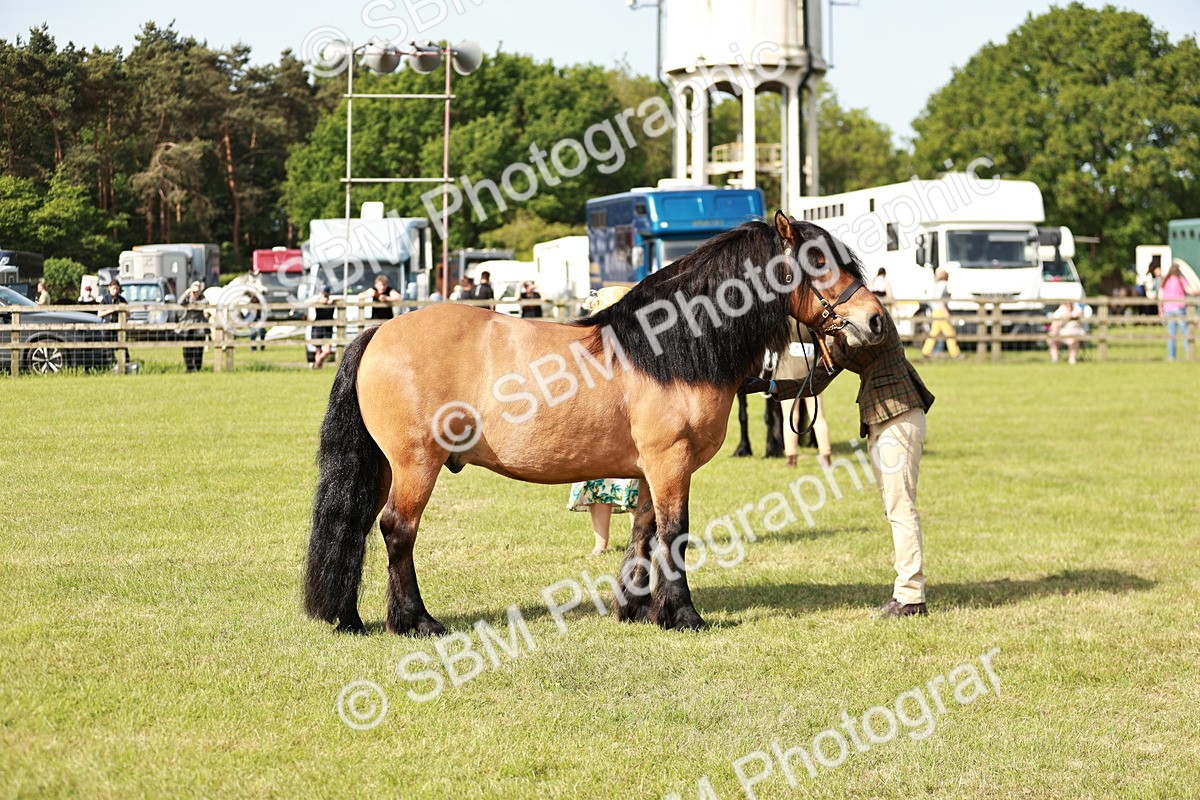 SBM_00825 - Class 14-23 - Mountain & Moorland In Hand Non Welsh