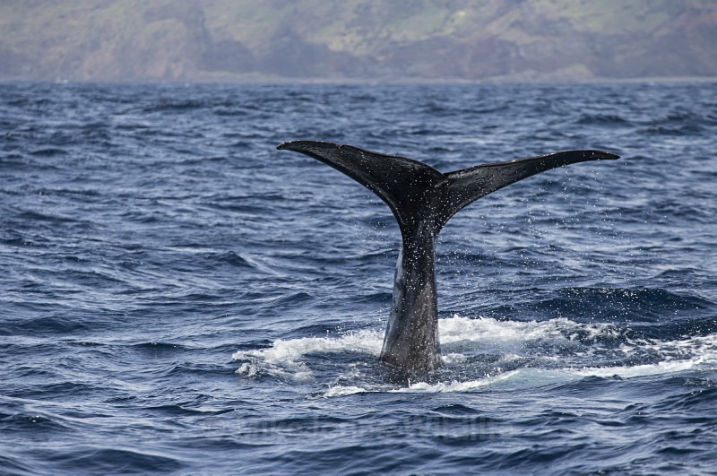 Sperm Whale Fluke, Pico Island, Azores - WHALES & DOLPHINS ( PICO, AZORES MAY 2013 & 2014 )
