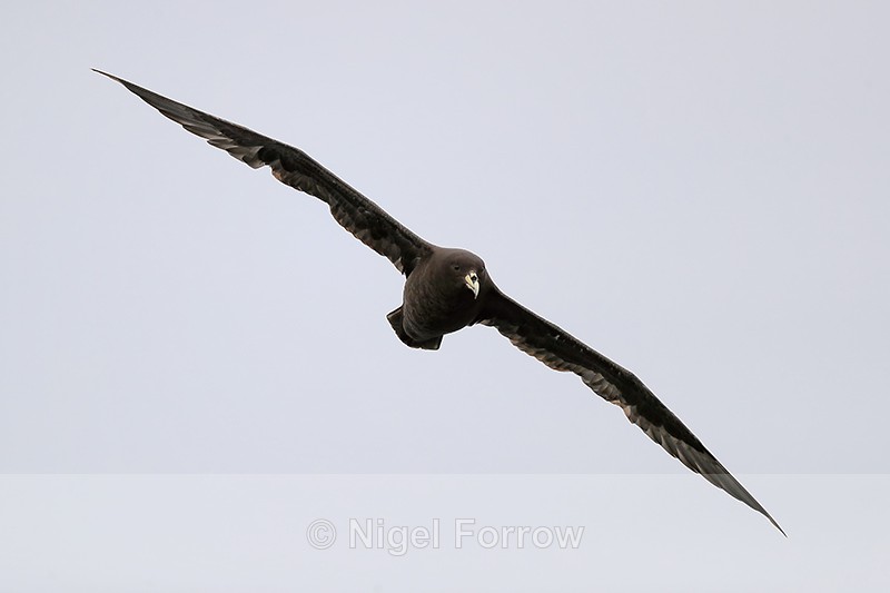 White-chinned Petrel head-on in flight, Pacific Ocean, Chile - White-chinned Petrel