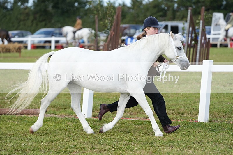 DSC05512 - Class 50: NPS M&M 4 years and over Small Breeds