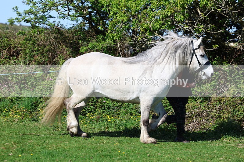 3E7A8579 - Class 13: M & M Large Breeds