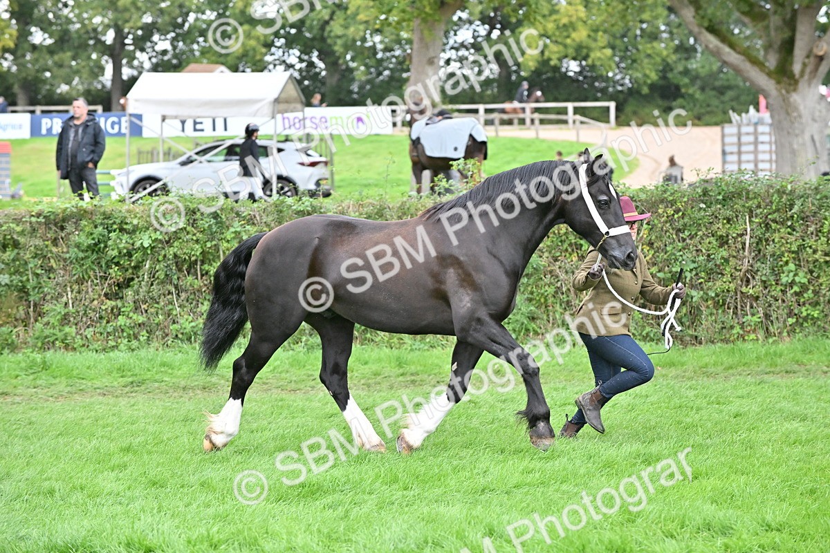 SBM_63264 - S49 - Mountain & Moorland In Hand Large Breeds