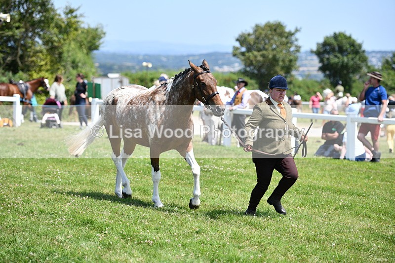 DSC_7513 - Class 63: Coloured Horse Youngstock