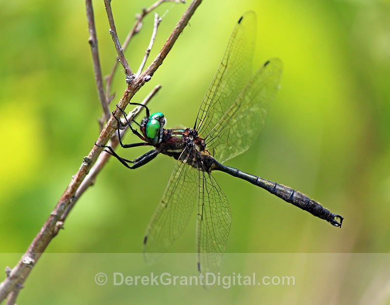 Clamp-tipped Emerald (male) - 2 - Dragonflies of Atlantic Canada