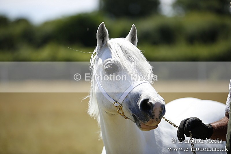 _C7A0186 - In Hand Championship BVRC Show 2018