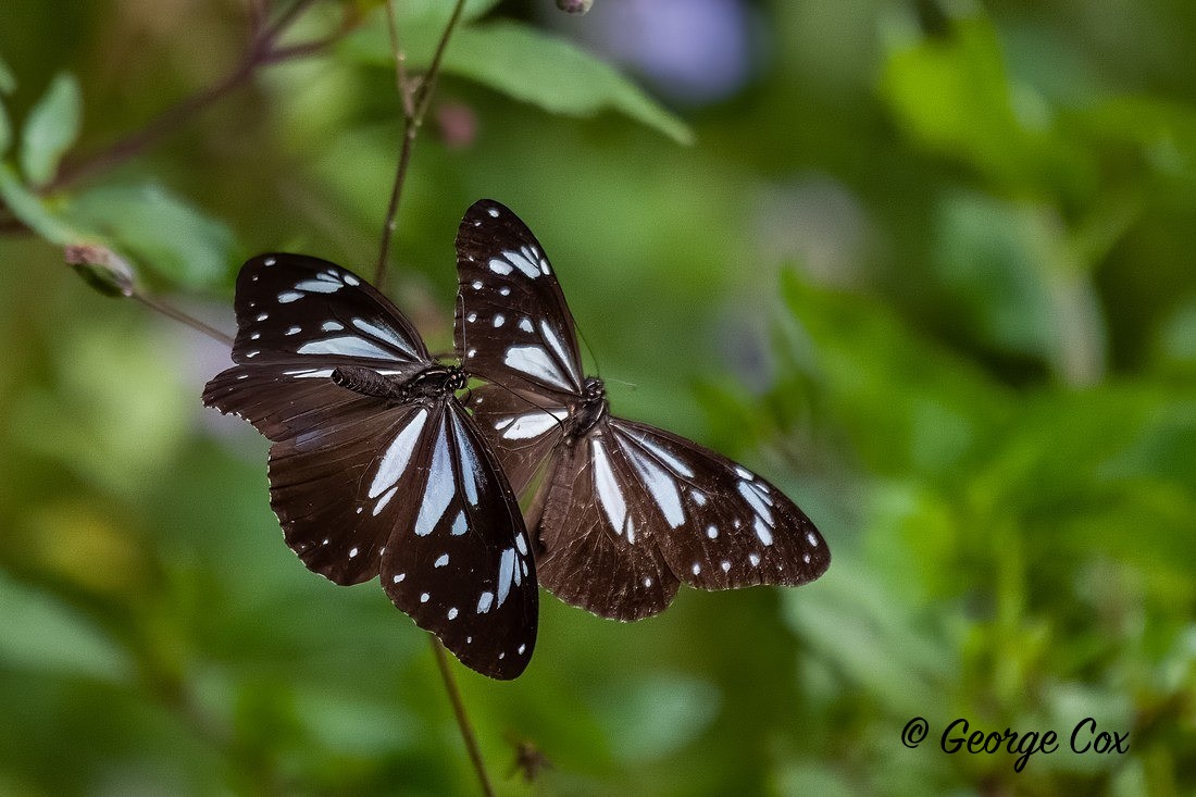 Sri Lankan Tiger - Sri Lanka