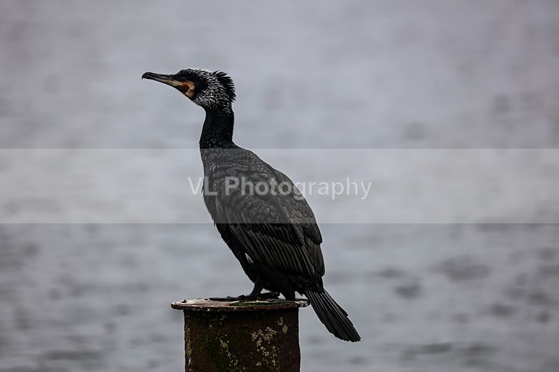 Cormorant - Animals and Birds