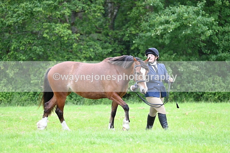 WJ7_4451 - Class 14B Prettiest Mare