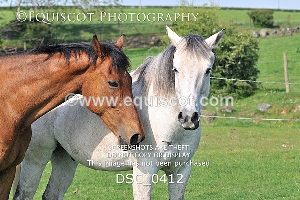 DSC_0412 - ARCHIVE REQUEST - Quincy and Guinness