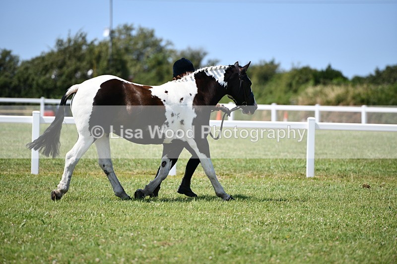 DSC_7619 - Class 64: Coloured Pony 4yrs & over