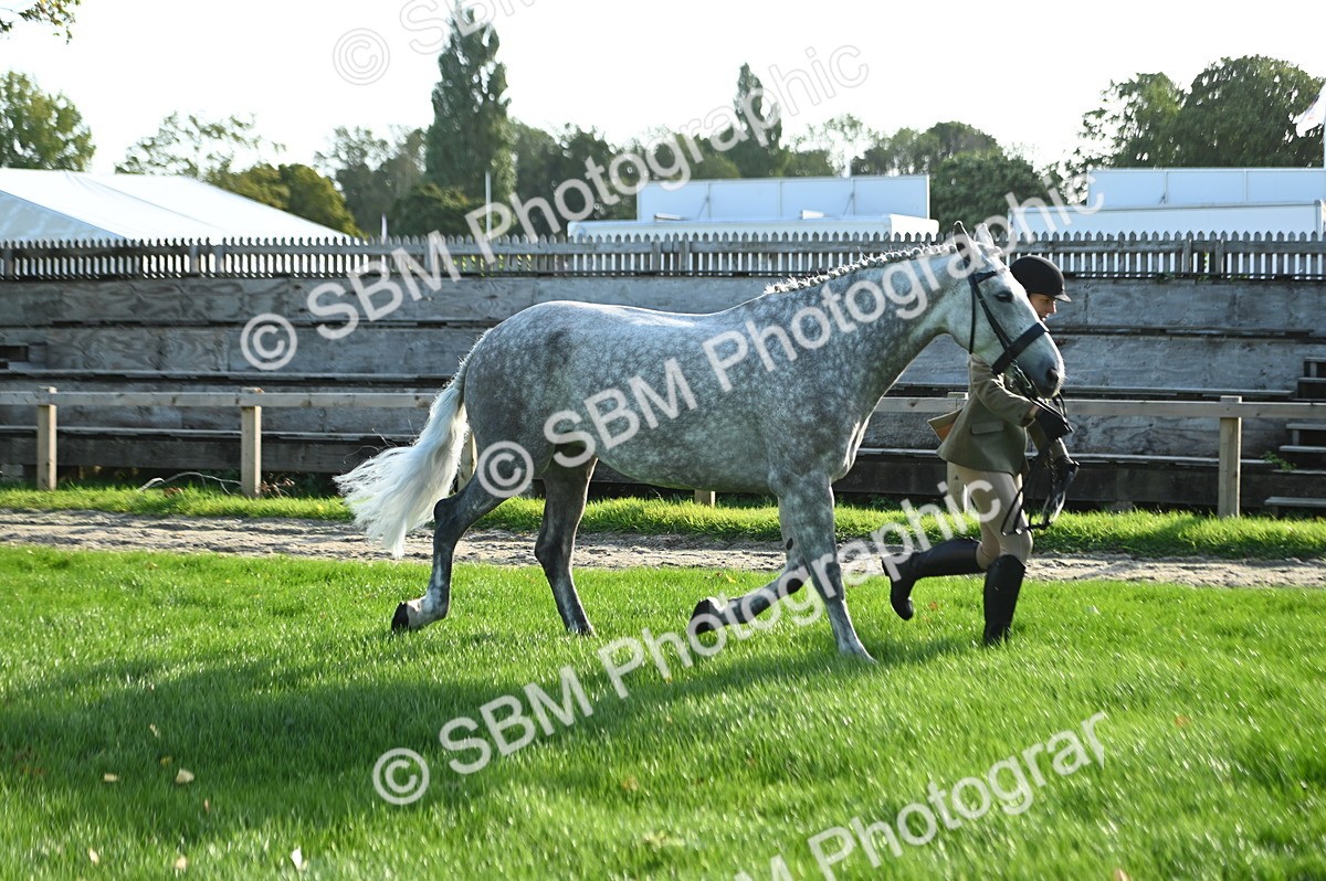 SBM_14737 - S1 - TSR in Hand Horse & Pony Showing