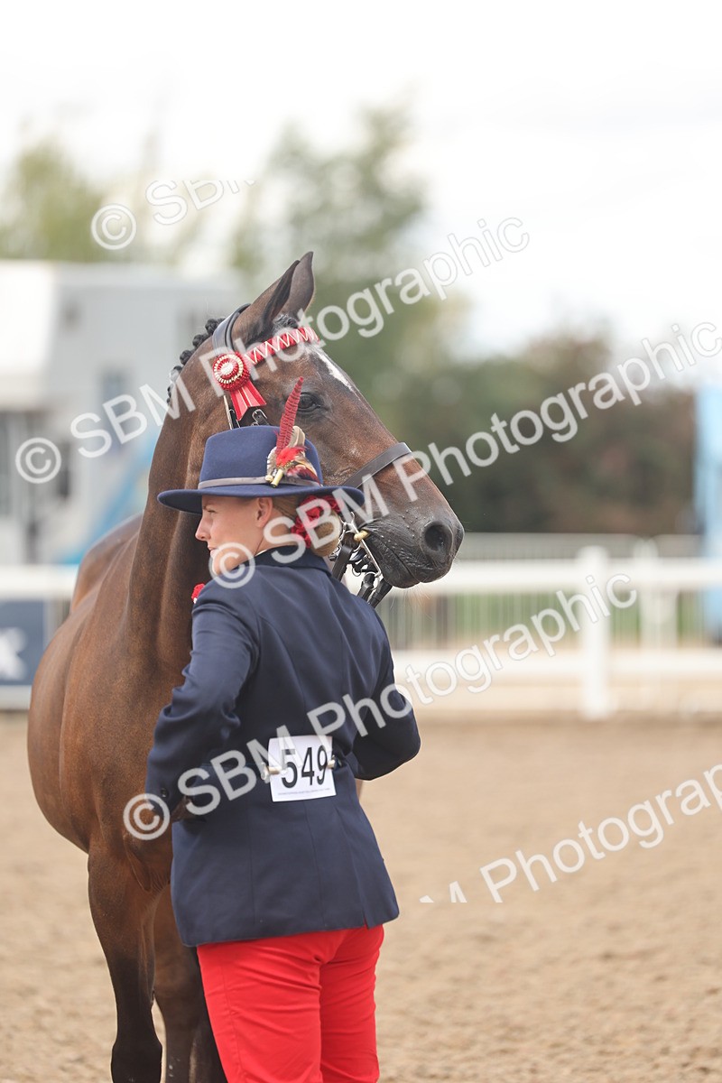 SBM_04322 - Class 17 - Prettiest Mare (IH or Ridden)