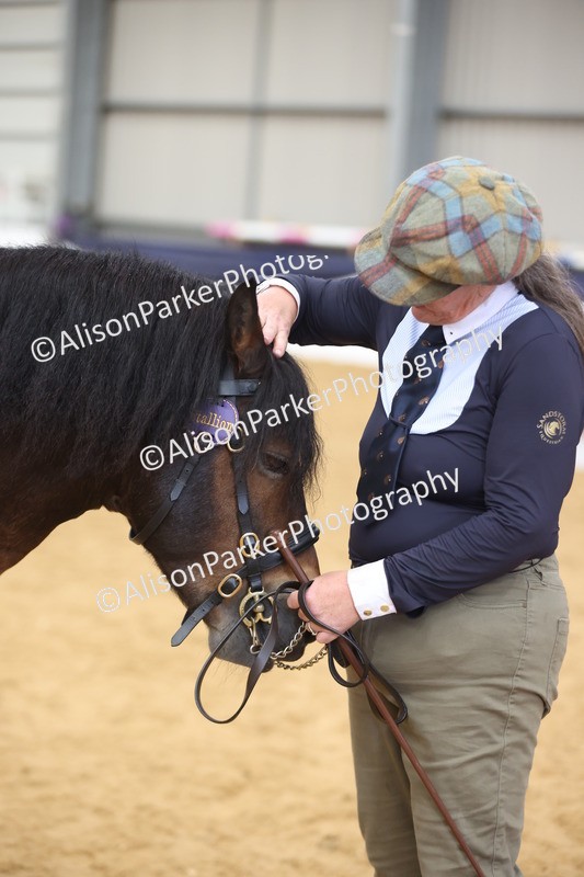 20260913-1759 - Class 117 - Stallion 4years and over