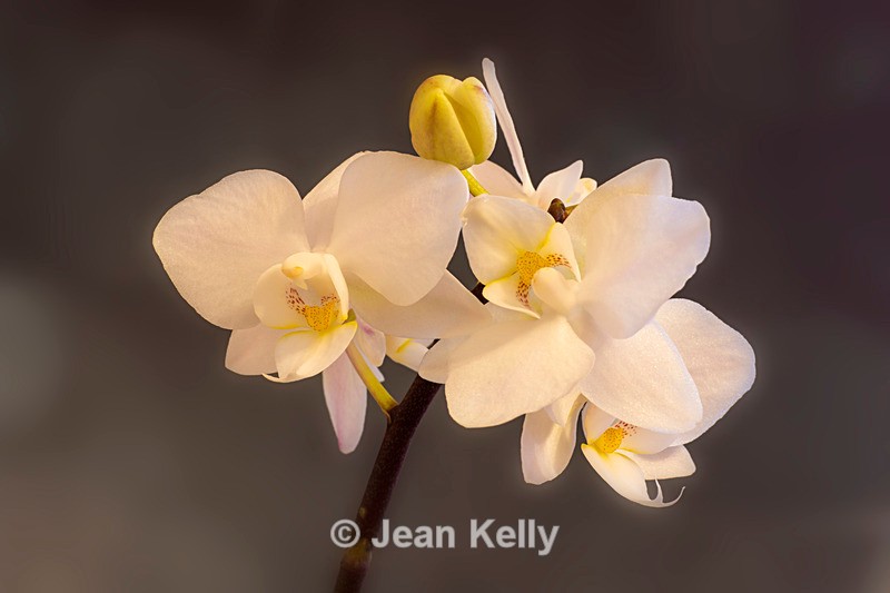 White Orchid - DSC_2327 - White