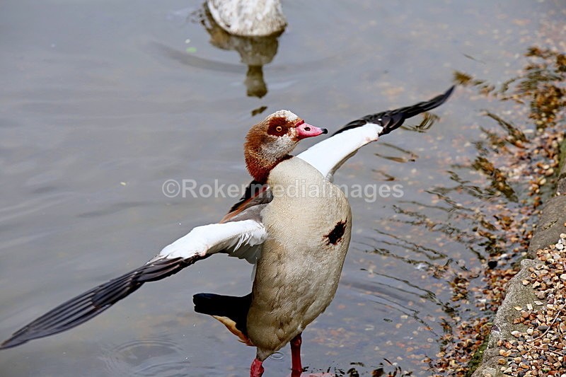  - Wildlife