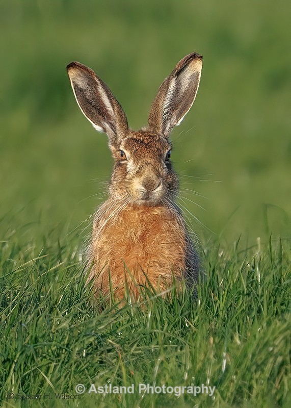 Brown Hare - Latest Images