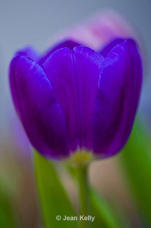 Flower - 6710 - Purple