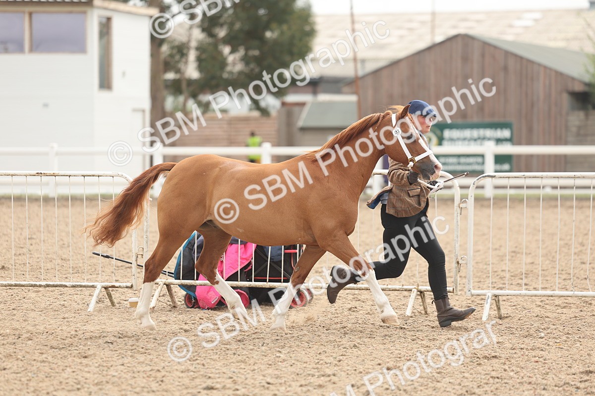 SBM_03177 - Class 16 - IH M&M Wildcard