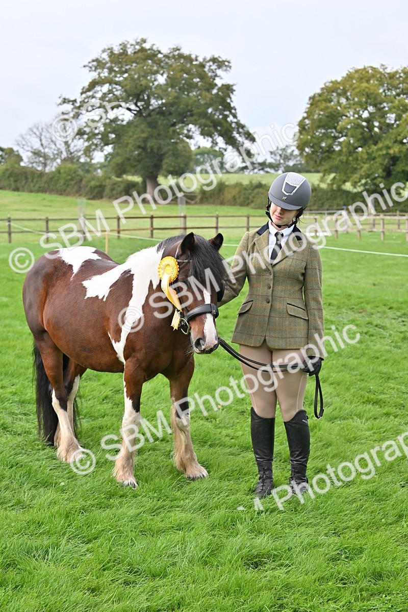 SBM_57008 - S45 - Coloured Pony In Hand