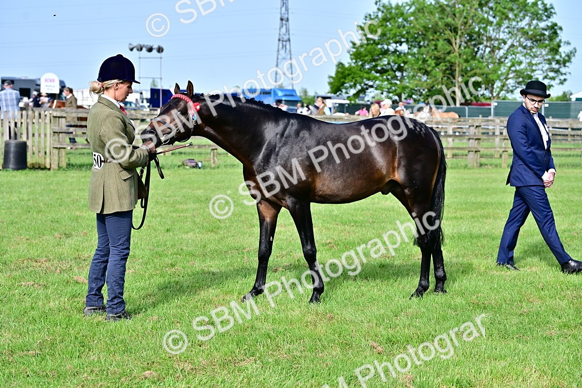 SBM_00946 - Class 46-49 - Arab and Part Bed-Anglo Arab In Hand