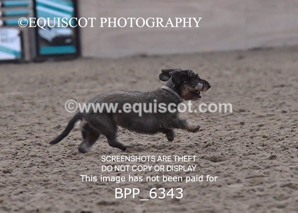 BPP_6343 - CARLA DOGS