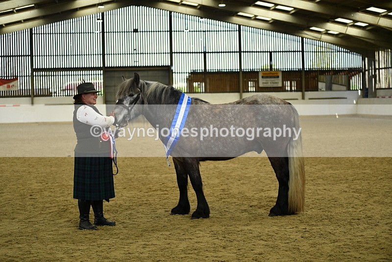 WJ5_5812 - Morning in hand Championship