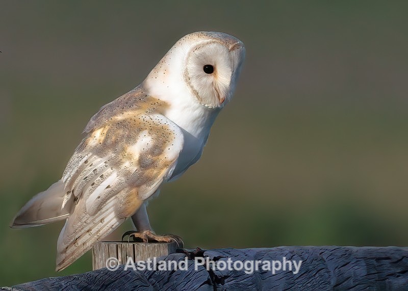 Barn Owl - Latest Images